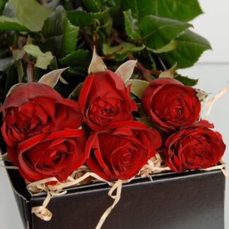 St Valentines flowers - red roses box
