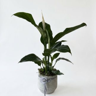 Spathyllum - Peace Lily