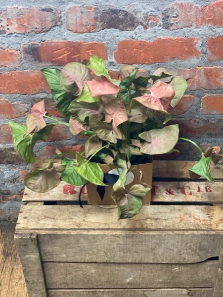 A Syngonium plant with pink and green leaves in a brown gift bag sitting on a wooden crate.