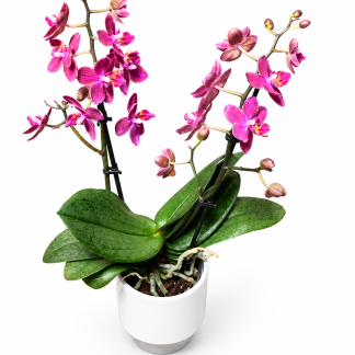 Mini Phalaenopsis orchid