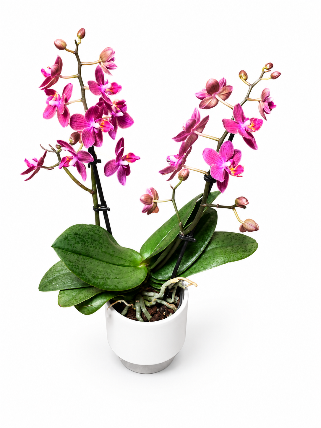 Mini Phalaenopsis orchid