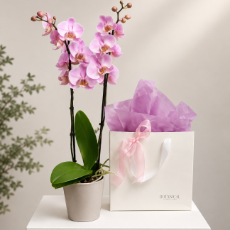 Phalaenopsis Orchid