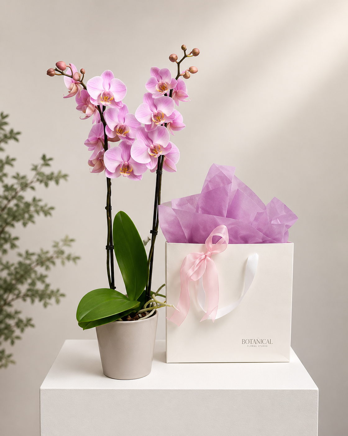 Phalaenopsis Orchid