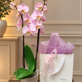 Phalaenopsis Orchid
