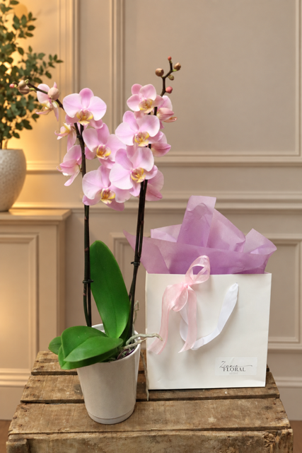 Phalaenopsis Orchid
