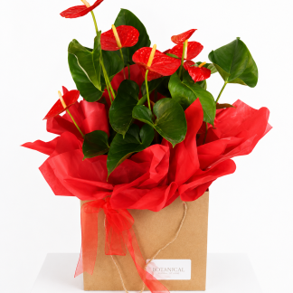Anthurium Plant