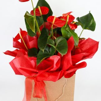 Anthurium Plant