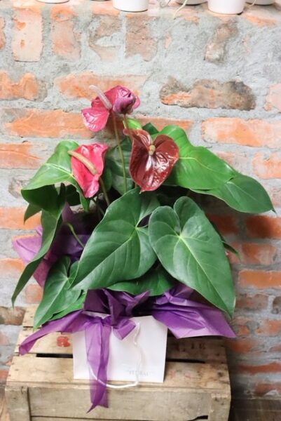 A potted Anthurium plant featuring large, glossy green leaves and heart-shaped flowers in shades of deep red and purple, presented in a white gift bag with purple tissue paper and a matching sheer purple ribbon.